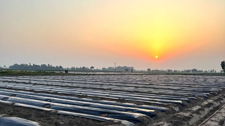 Mulched beds on our farm at sunrise