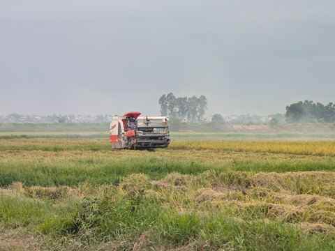 Combine harvester in a rice field