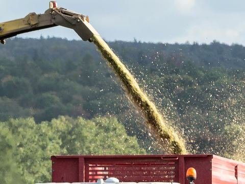 Chopped maize being blown into a trailer