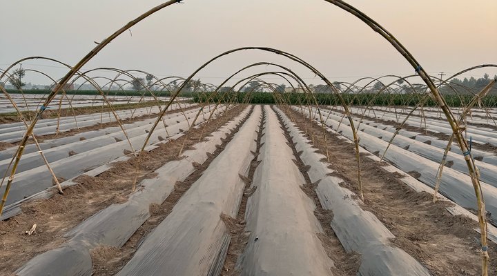 Bamboo hoops over mulched raised beds on a chilli farm