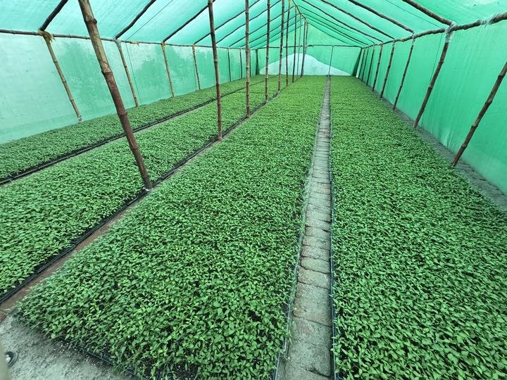 Rows of young chilli seedlings inside a green shade house