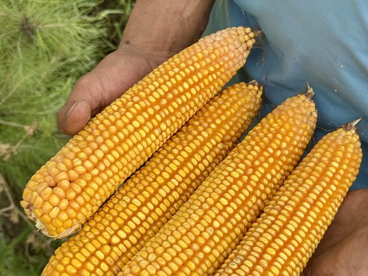 Corn cobs from Ardlink farms