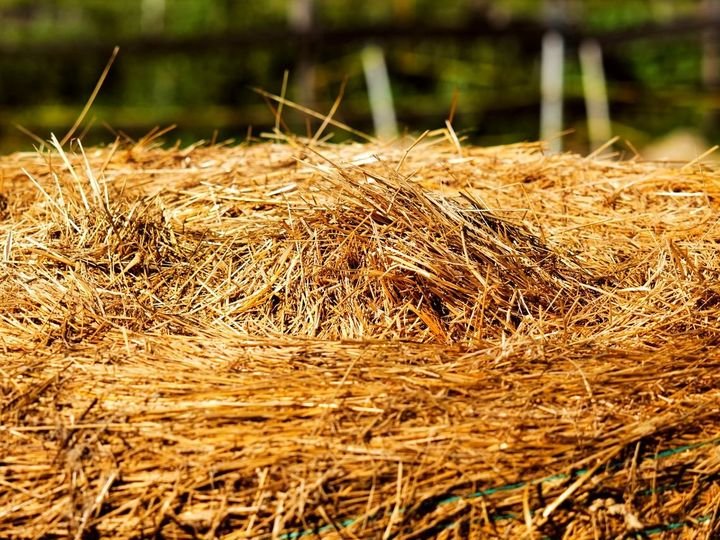 Rhodes Grass