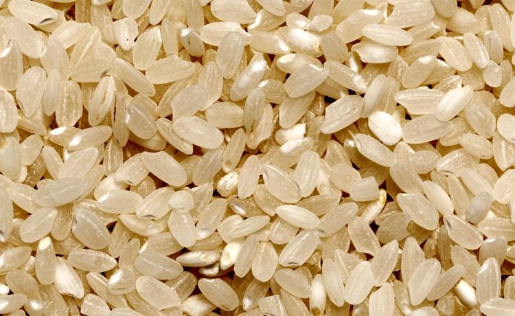 IRRI-6 rice