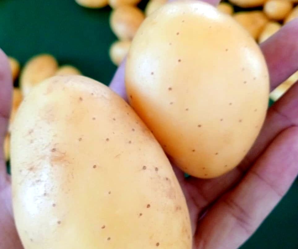 Yellow potatoes held in hand