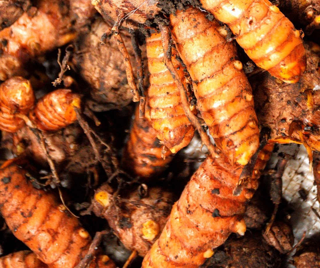 Turmeric roots, close-up