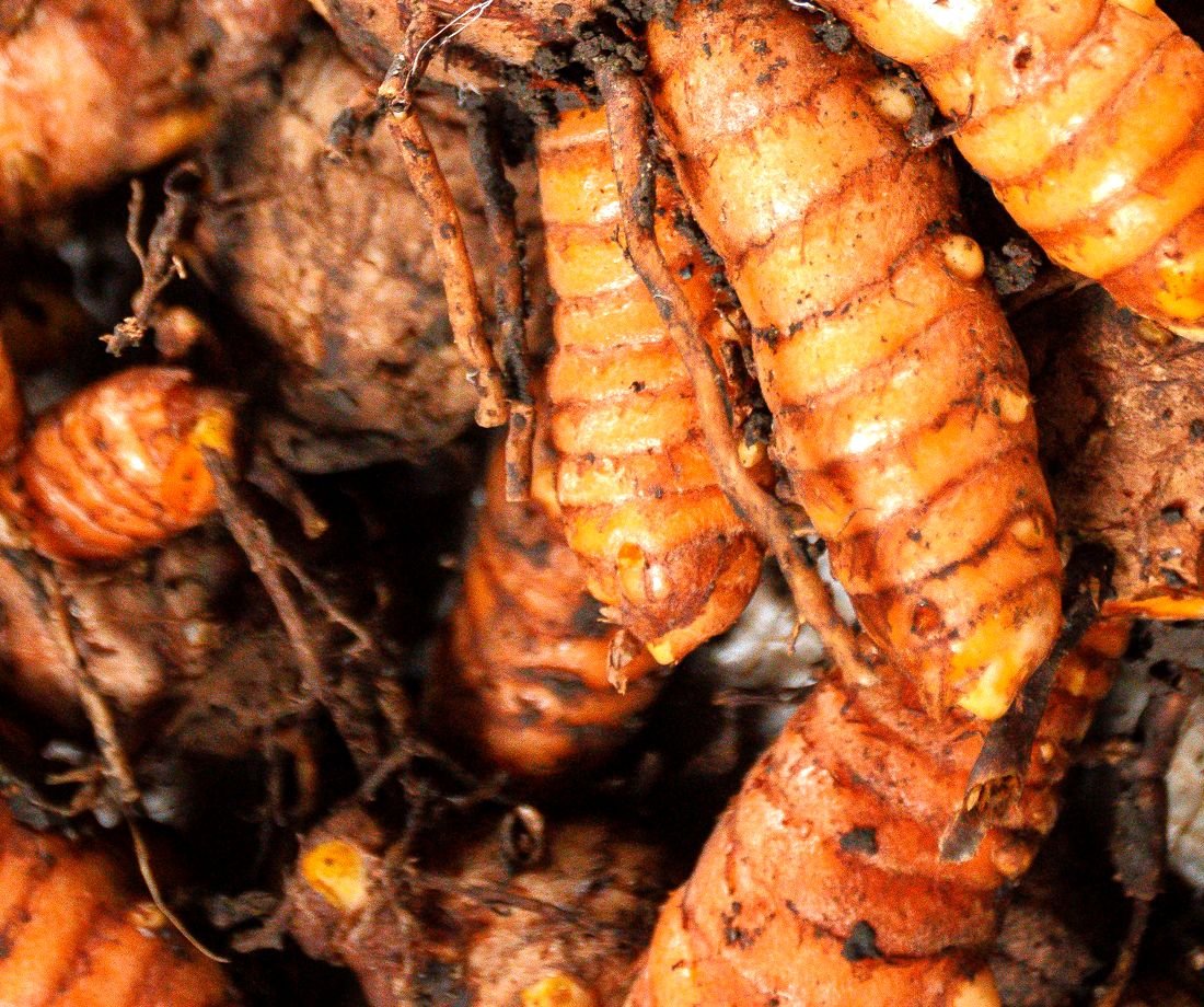 Dried turmeric fingers, close-up