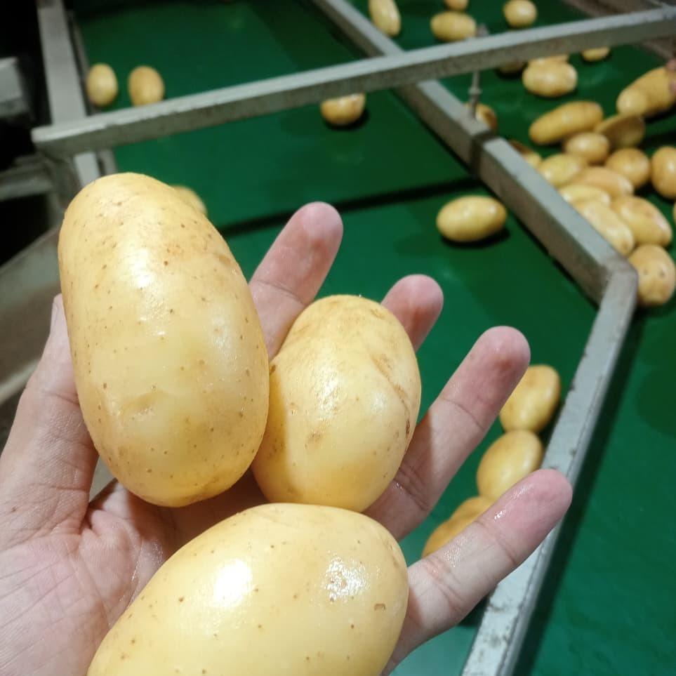 Potatoes, available now for export orders.