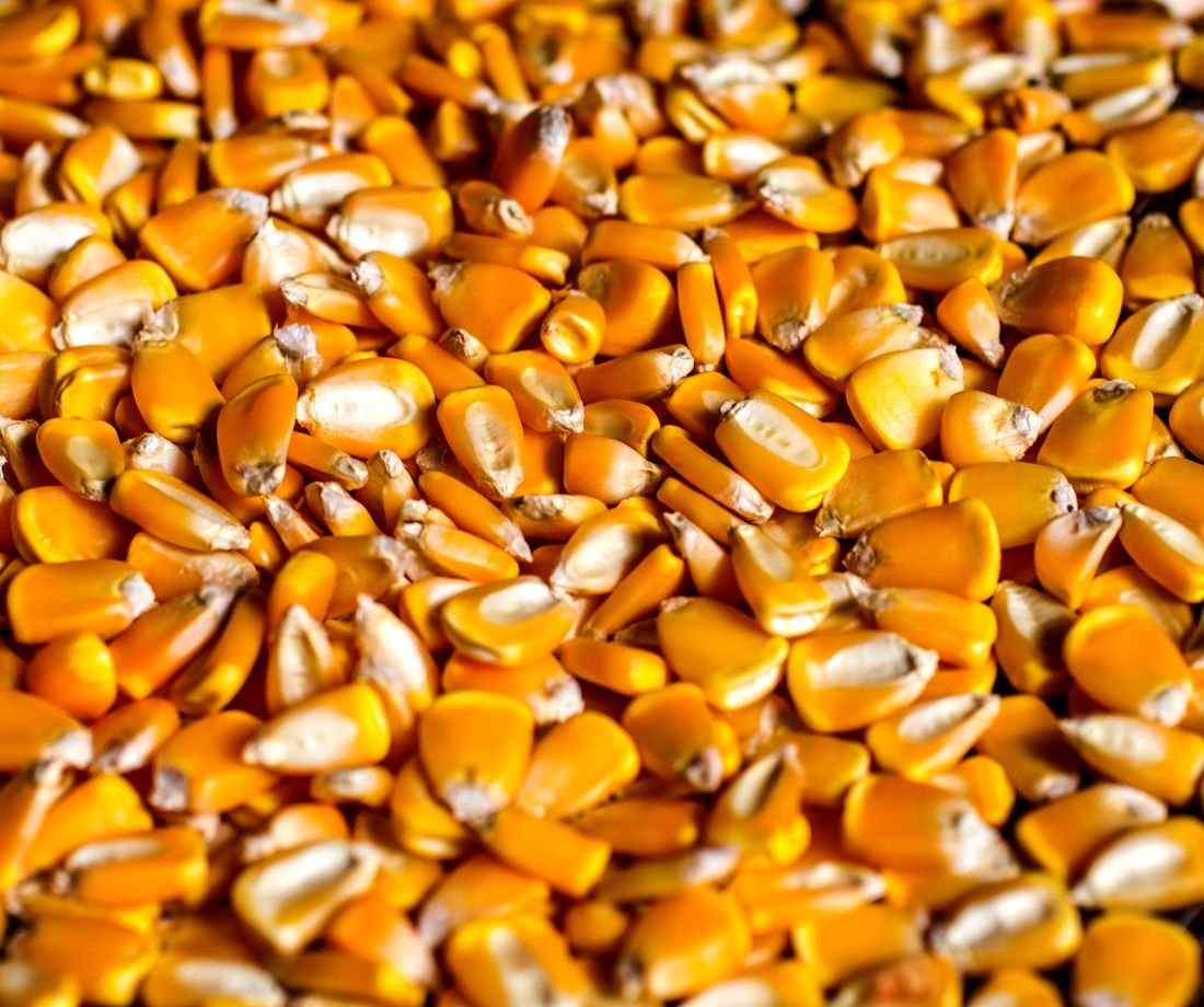 Corn kernels, close-up