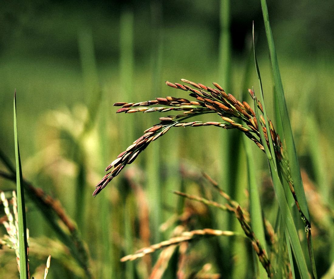 Rice plants in the field