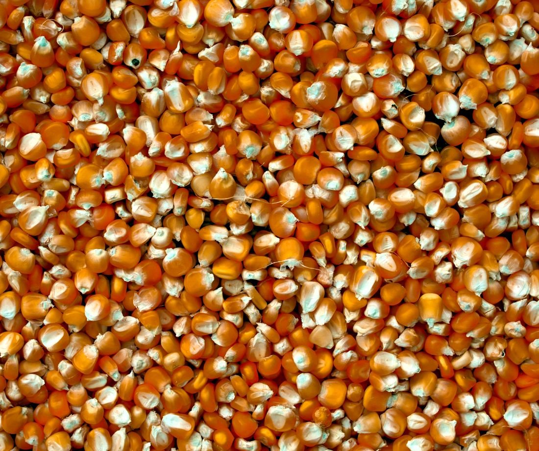 Dried corn kernels