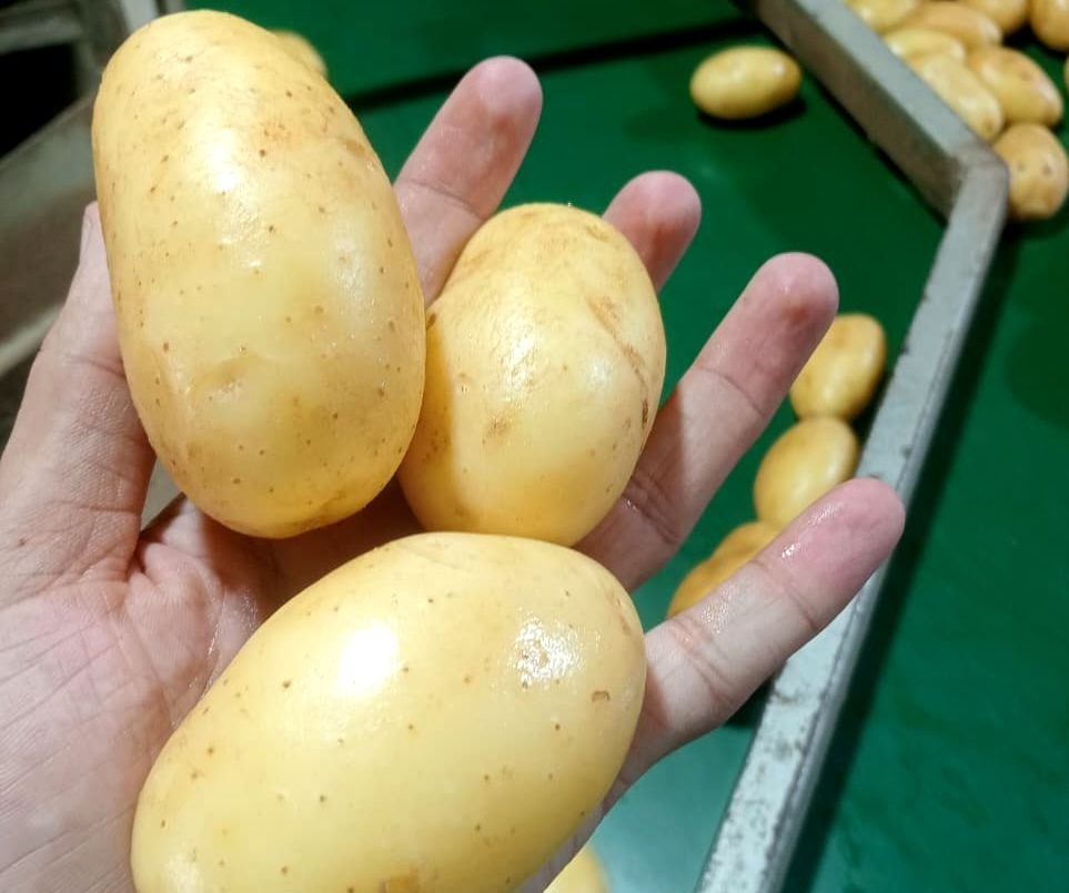 Yellow potatoes
