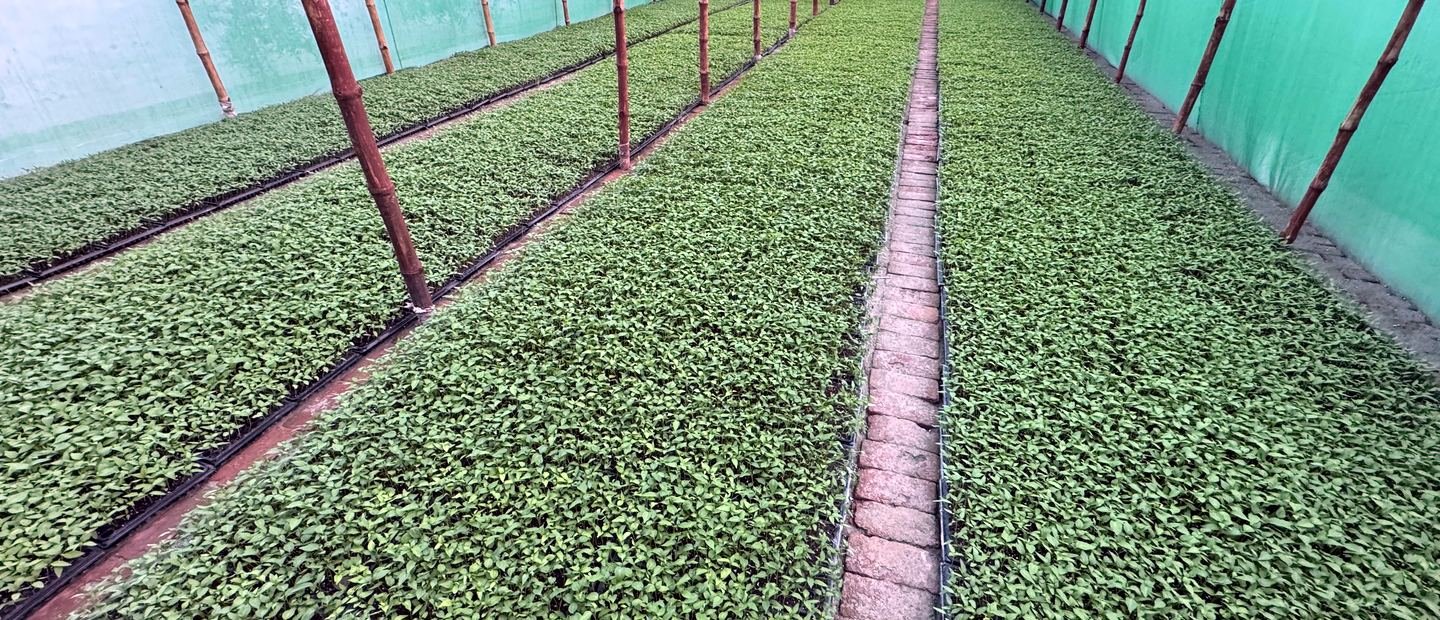 Chilli seedlings in an Ardlink shade house