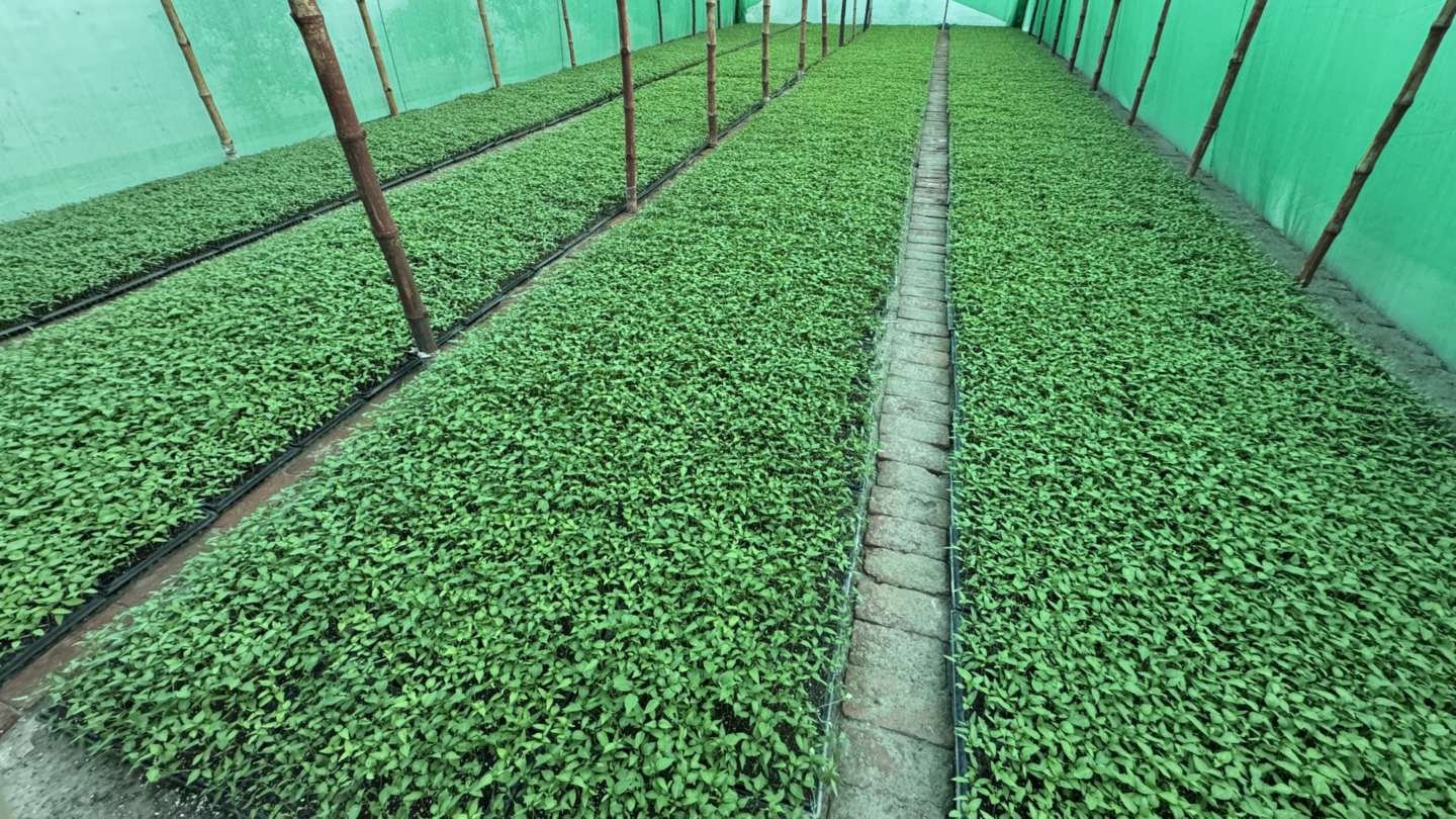 Green chilli seedlings growing in rows inside a shade house on our farm
