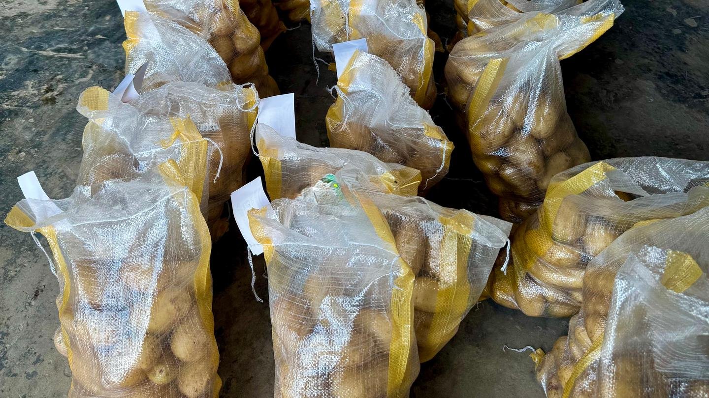 Potatoes in mesh bags on our farm