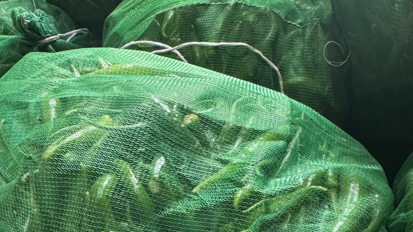 Green chillies packed in green mesh sacks