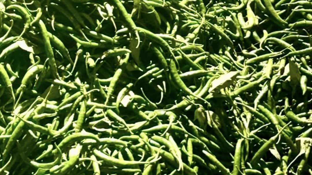 Green chillies from Ardlink's farm