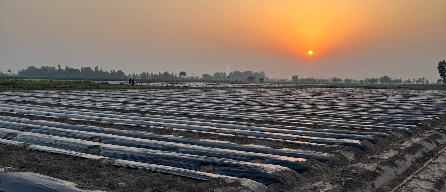 Plastic-mulched crop beds in a field under a low sun